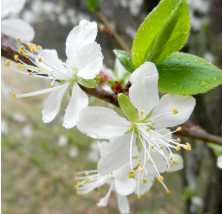 fiore