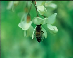 Acacia