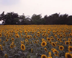 Girasole