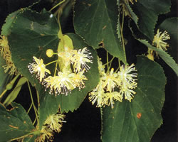 Tiglio