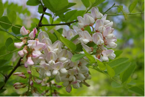 Robinia rosa