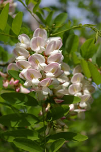 Robinia rosa 2