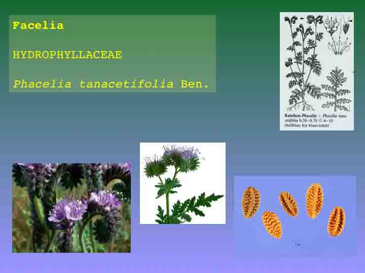 Facelia - HYDROPHYLLACEAE - Phacelia tanacetifolia Ben. - immagini